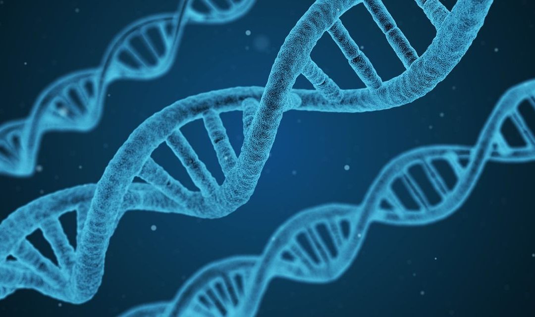 Cuáles son las diferencias entre genes y ADN